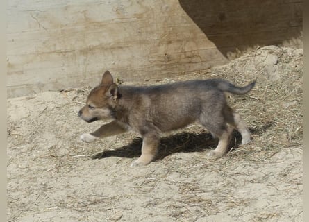 Sandros Leisha Dog Welpen (Wolfsschäferhund)