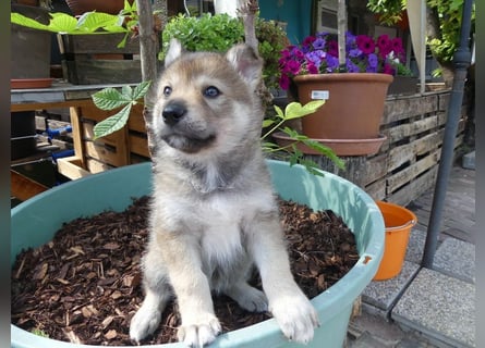 Welpen - Sandros Leisha Dog (Wolfsschäferhund) robust und natürlich