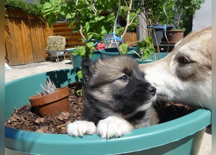 Welpen - Sandros Leisha Dog (Wolfsschäferhund) robust und natürlich