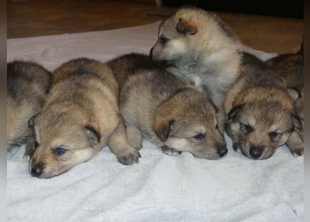 Sandros Leisha Dog Welpen (Wolfsschäferhund)