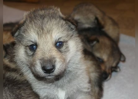 Sandros Leisha Dog Welpen (Wolfsschäferhund)