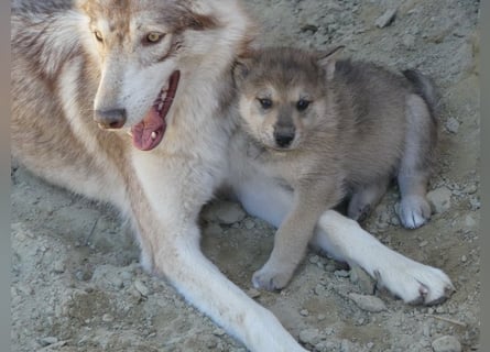 Sandros Leisha Dog Welpen (Wolfsschäferhund)