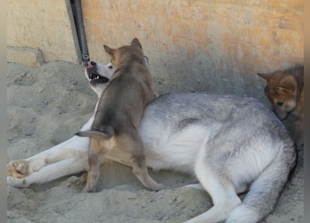 Sandros Leisha Dog Welpen (Wolfsschäferhund)