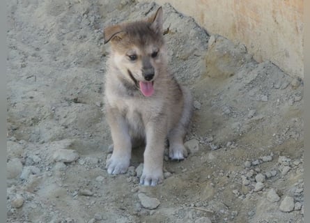 Sandros Leisha Dog Welpen (Wolfsschäferhund)