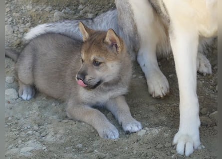 Sandros Leisha Dog Welpen (Wolfsschäferhund)