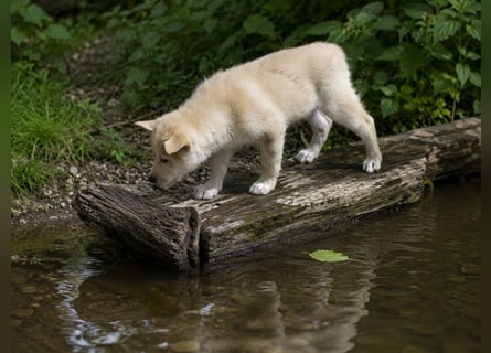 Welpen - Sandros Leisha Dog (Wolfsschäferhund) robust und natürlich