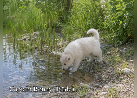 Welpen - Sandros Leisha Dog (Wolfsschäferhund) robust und natürlich