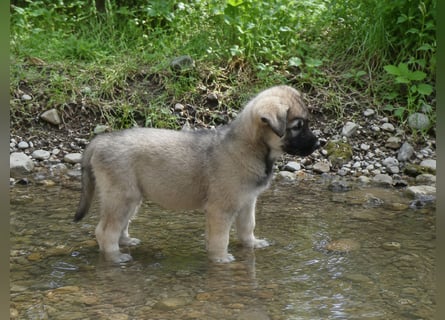 Welpen - Sandros Leisha Dog (Wolfsschäferhund) robust und natürlich