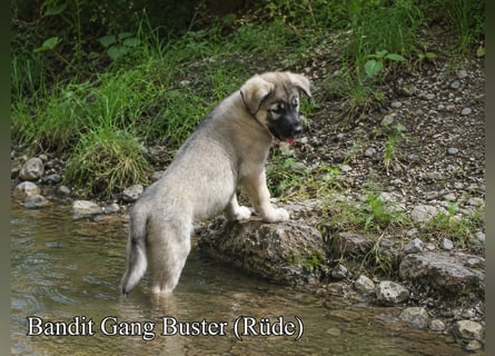 Welpen - Sandros Leisha Dog (Wolfsschäferhund) robust und natürlich