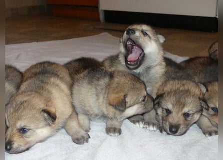 Sandros Leisha Dog Welpen (Wolfsschäferhund)