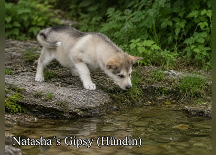 Welpen - Sandros Leisha Dog (Wolfsschäferhund) robust und natürlich