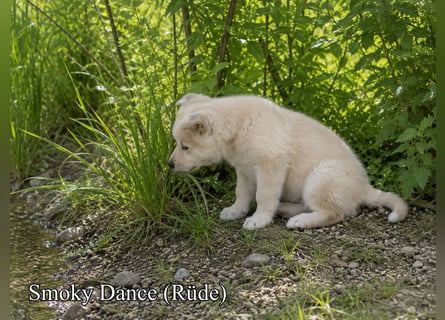 Welpen - Sandros Leisha Dog (Wolfsschäferhund) robust und natürlich