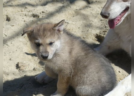Sandros Leisha Dog Welpen (Wolfsschäferhund)