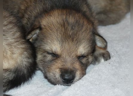 Sandros Leisha Dog Welpen (Wolfsschäferhund)