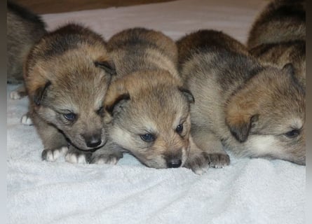 Sandros Leisha Dog Welpen (Wolfsschäferhund)