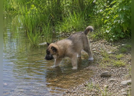 Welpen - Sandros Leisha Dog (Wolfsschäferhund) robust und natürlich