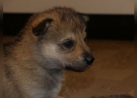 Sandros Leisha Dog Welpen (Wolfsschäferhund)