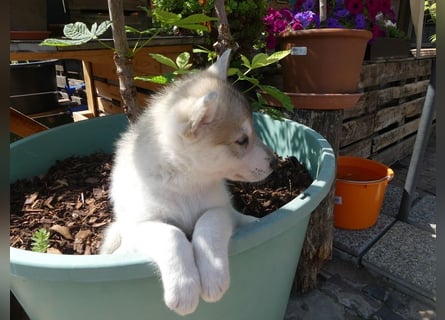 Welpen - Sandros Leisha Dog (Wolfsschäferhund) robust und natürlich