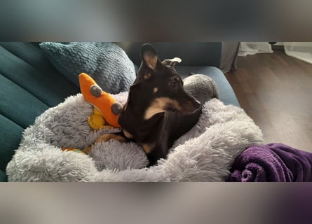 Tolle junge Hündin Rumba abzugeben