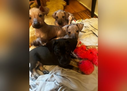 Tolle junge Hündin Rumba abzugeben