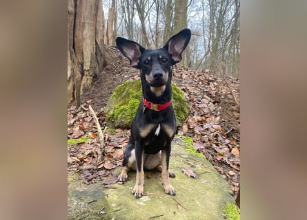 Tolle junge Hündin Rumba abzugeben