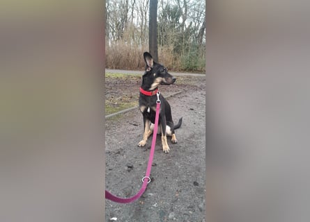 Tolle junge Hündin Rumba abzugeben