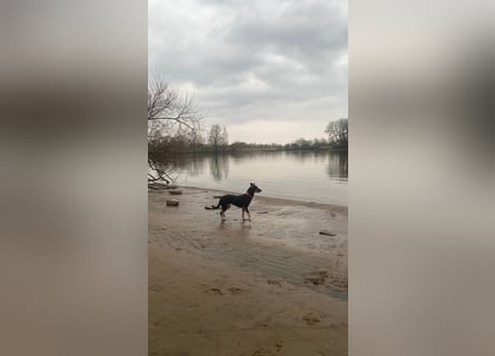 Tolle junge Hündin Rumba abzugeben