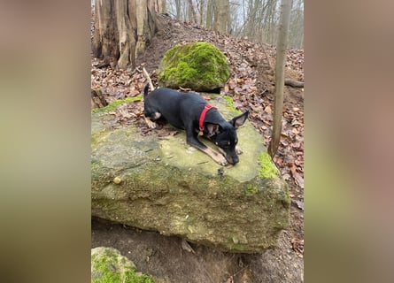 Tolle junge Hündin Rumba abzugeben