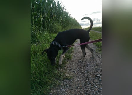 Tolle junge Hündin Rumba abzugeben