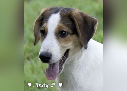 Update: Die Welpen  Adrian und Andy suchen ihre Familie