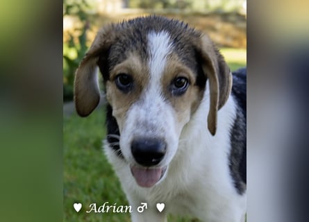 Update: Die Welpen  Adrian und Andy suchen ihre Familie