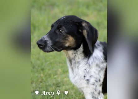 Die Welpen  Amy und ihre Brüder suchen ihre Familie