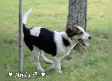 Update: Die Welpen  Adrian und Andy suchen ihre Familie