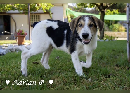 Update: Die Welpen  Adrian und Andy suchen ihre Familie