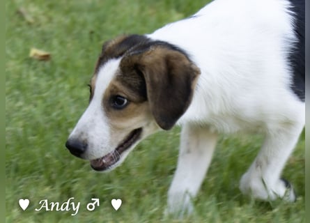 Update: Die Welpen  Adrian und Andy suchen ihre Familie