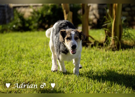 Update: Die Welpen  Adrian und Andy suchen ihre Familie