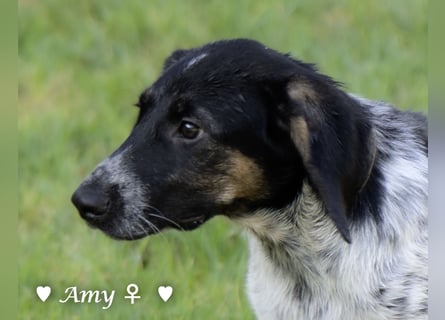 Die Welpen  Amy und ihre Brüder suchen ihre Familie