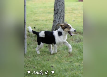 Die Welpen  Amy und ihre Brüder suchen ihre Familie