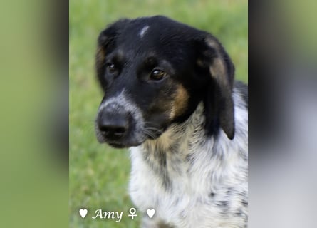 Die Welpen  Amy und ihre Brüder suchen ihre Familie