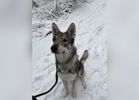 Valko sucht ein neues Zuhause