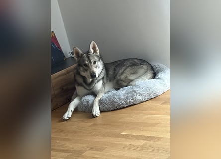 Valko sucht ein neues Zuhause