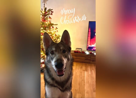 Valko sucht ein neues Zuhause