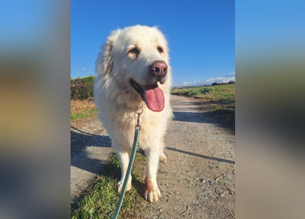 Mr. White: Ein liebevoller XXL-Teddybär sucht ein Zuhause zum Kuscheln