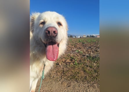 Mr. White: Ein liebevoller XXL-Teddybär sucht ein Zuhause zum Kuscheln