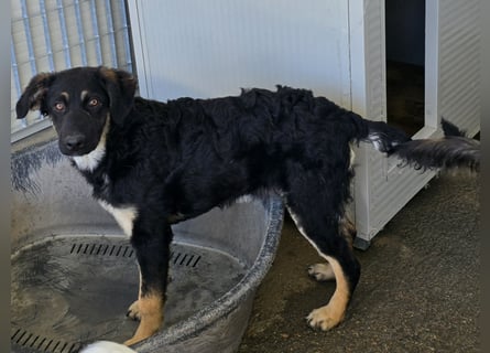 Castagniola: wann darf ich über Wiesen laufen?