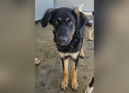 Castagniola: wann darf ich über Wiesen laufen?