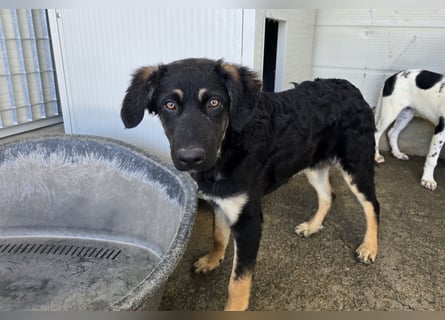 Castagniola: wann darf ich über Wiesen laufen?