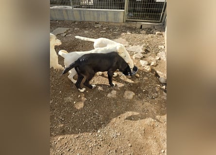 Tessa: möchte spielen, toben, lernen