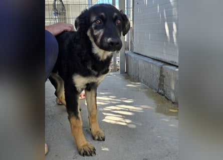 Castagniola: wann darf ich über Wiesen laufen?