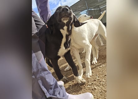 Tessa: möchte spielen, toben, lernen